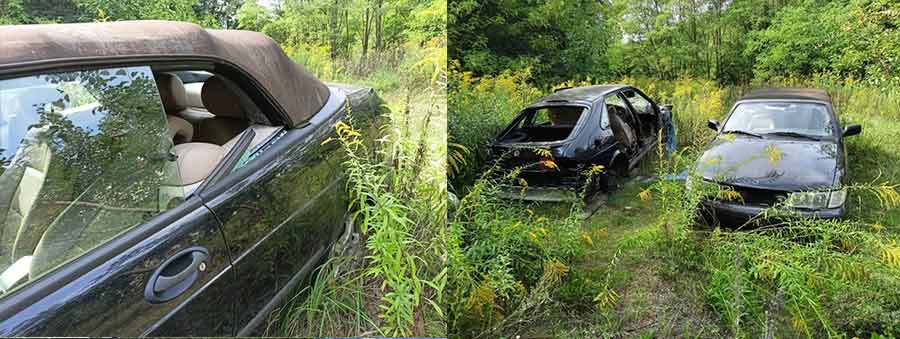 Abandoned Saabs overgrown with grass